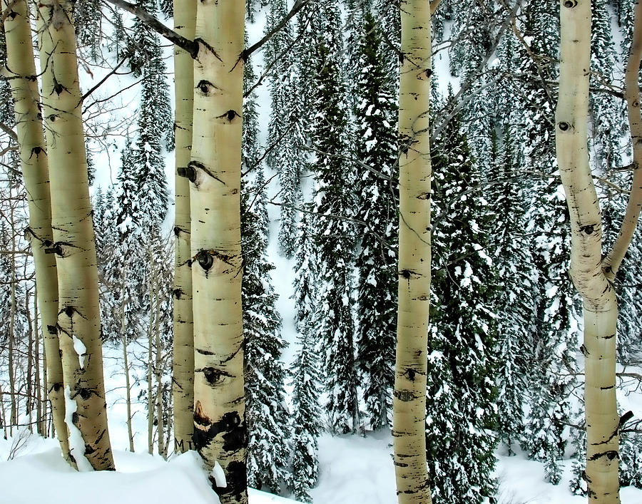 The Aspens in Winter Photograph by Gina Cordova