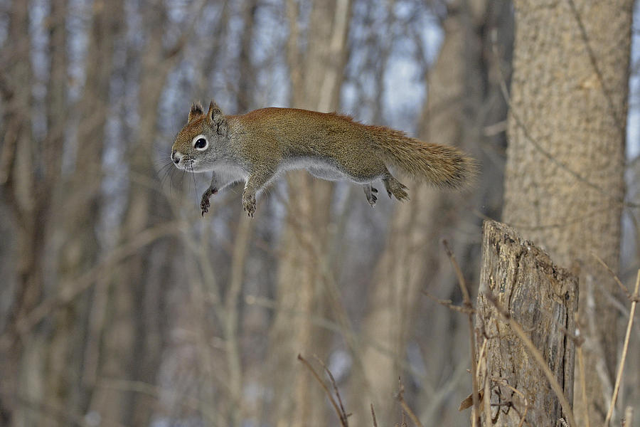 The Athletic Red Squirrel Photograph by Asbed Iskedjian