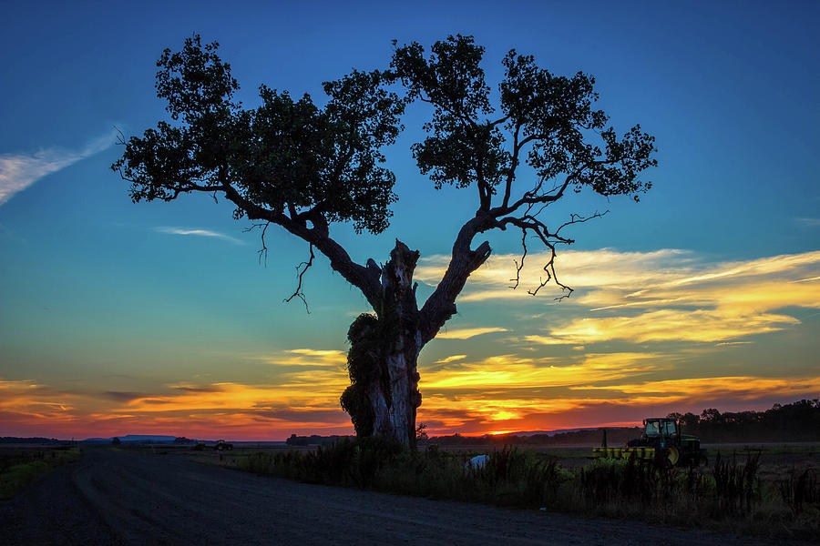 The Atkins Bottom Tree Photograph by Tammy Chesney