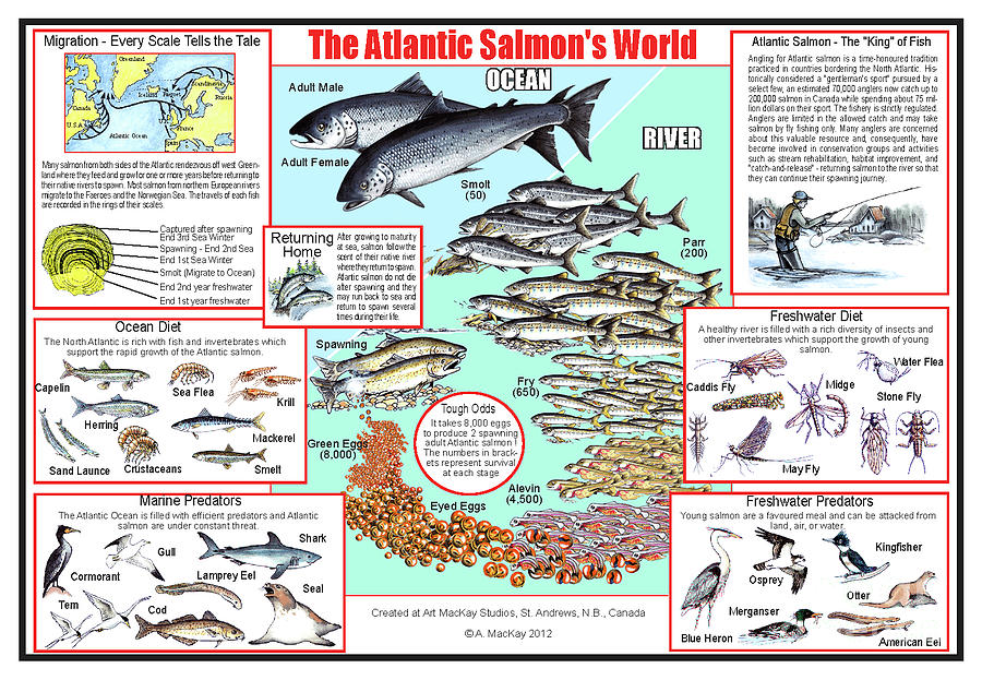 The Atlantic Salmons World Mixed Media by Art MacKay