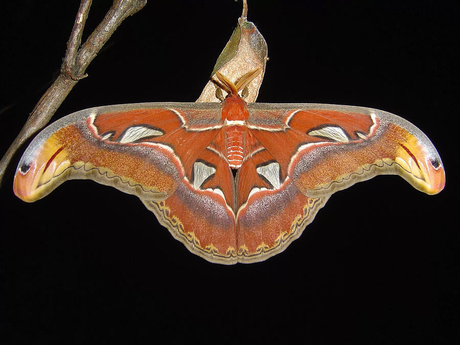 The Atlas Moth Attacus Atlas Photograph by Jerome Albre