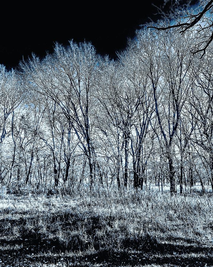 The Aura of Trees Against a Crystal Clear Sky Photograph by Michael Oceanofwisdom Bidwell