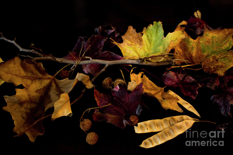 The Autumn Branch Photograph by Ivete Basso Photography