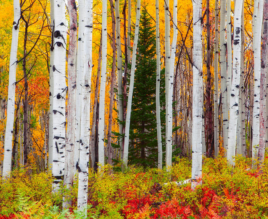 The Autumn Forest Photograph by Tim Reaves