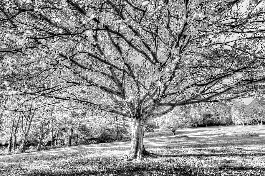 The Autumn Ghost Tree Photograph by David Pyatt