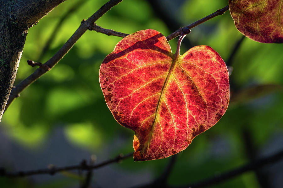 The Autumn Heart Photograph by Bill Pevlor