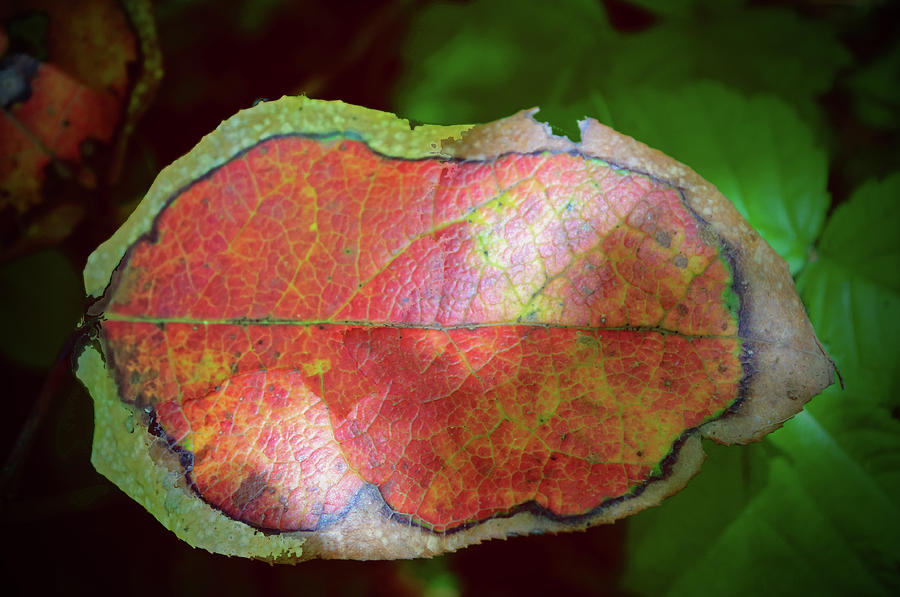 Abstract Photograph - The Autumn Leaf by Tikvahs Hope
