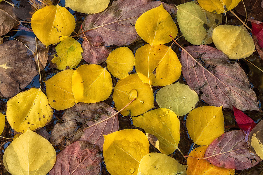 The Autumn Mosiac Photograph by Jonathan Nguyen