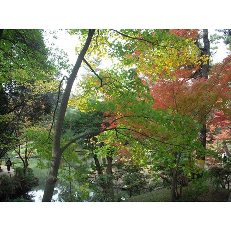 Nature Photograph - The Autumn Pic At The Japanese Garden by Emi Kanno
