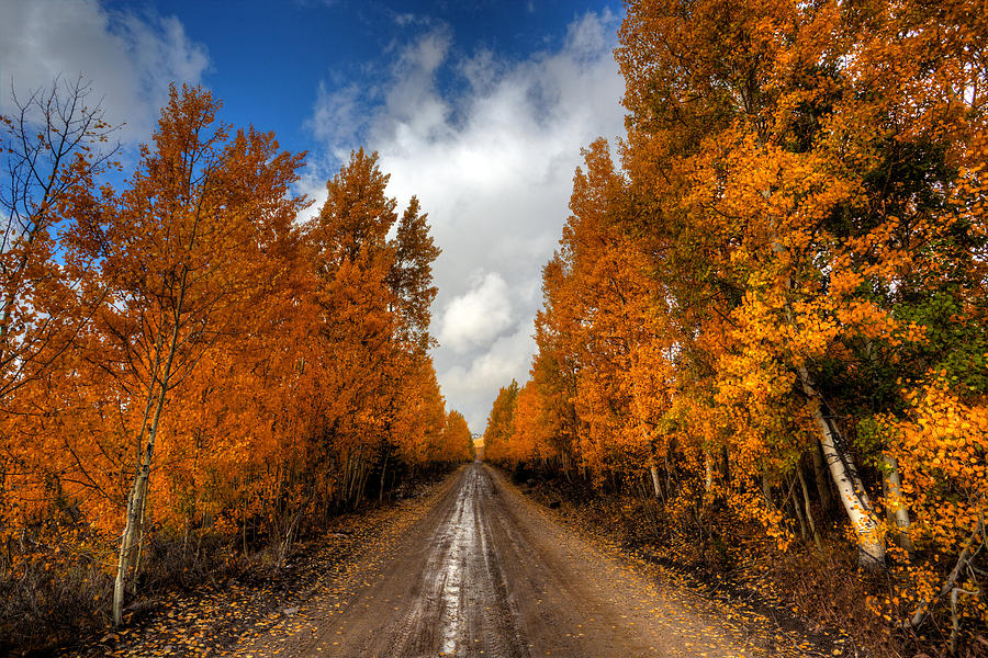 Autumn Road Off The Highway Photograph by David Andersen