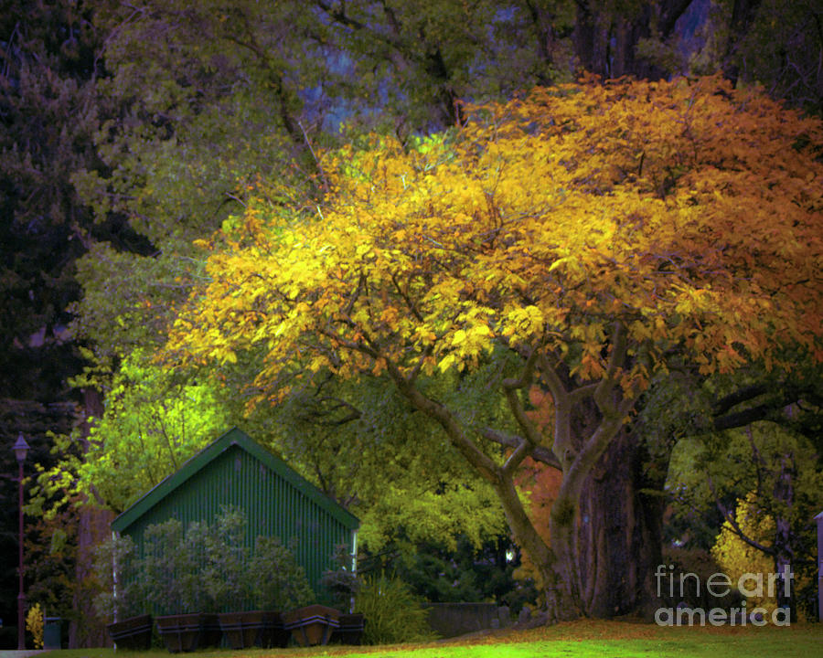 The Autumn Shed Photograph by Karen Lewis