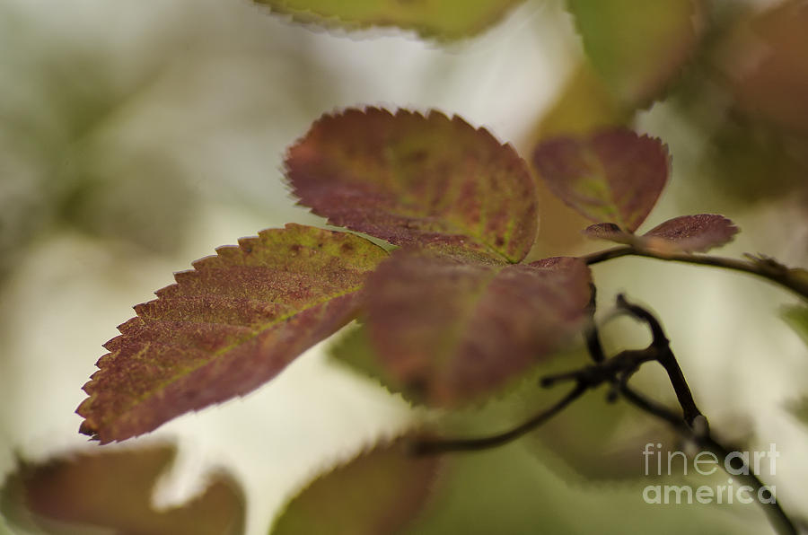 Fall Photograph - The Autumn Touch by Nick Boren