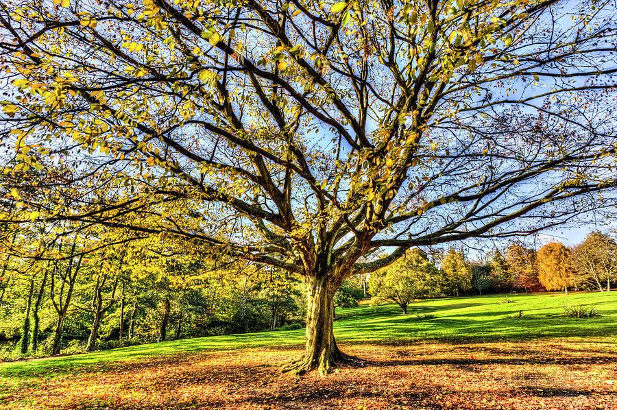 The Autumn Tree Photograph by David Pyatt