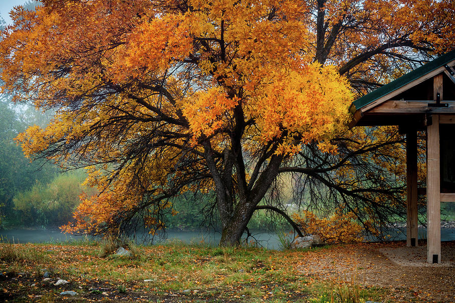 The Autumn Tree Photograph by TL Mair