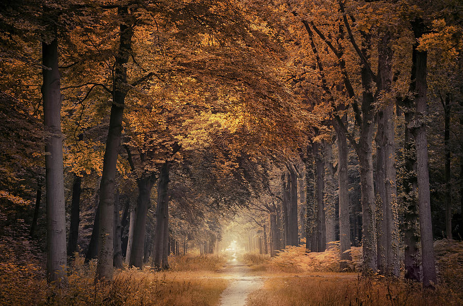 Tree Photograph - The autumn walk by Rob Visser