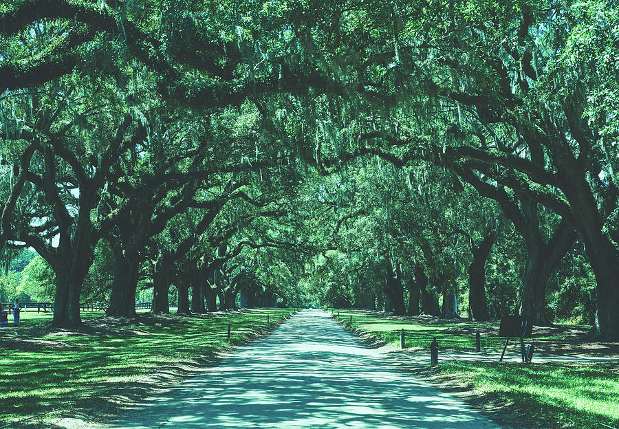 Nature Photograph - The Avenue Of Oaks - Boone Hall Plantation, South Carolina by Mountain Dreams