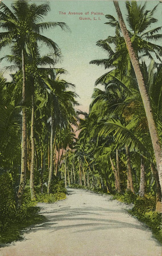 The Avenue of Palms Guam LI Photograph by Thomas Walsh