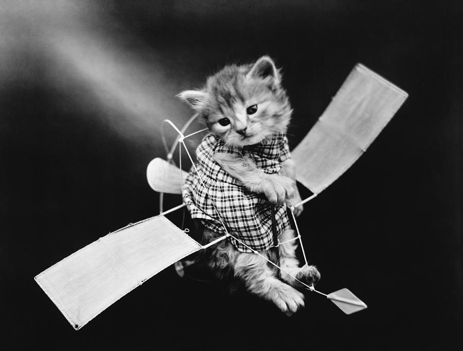Cat Photograph - The Aviator Cat - Harry Whittier Frees by War Is Hell Store