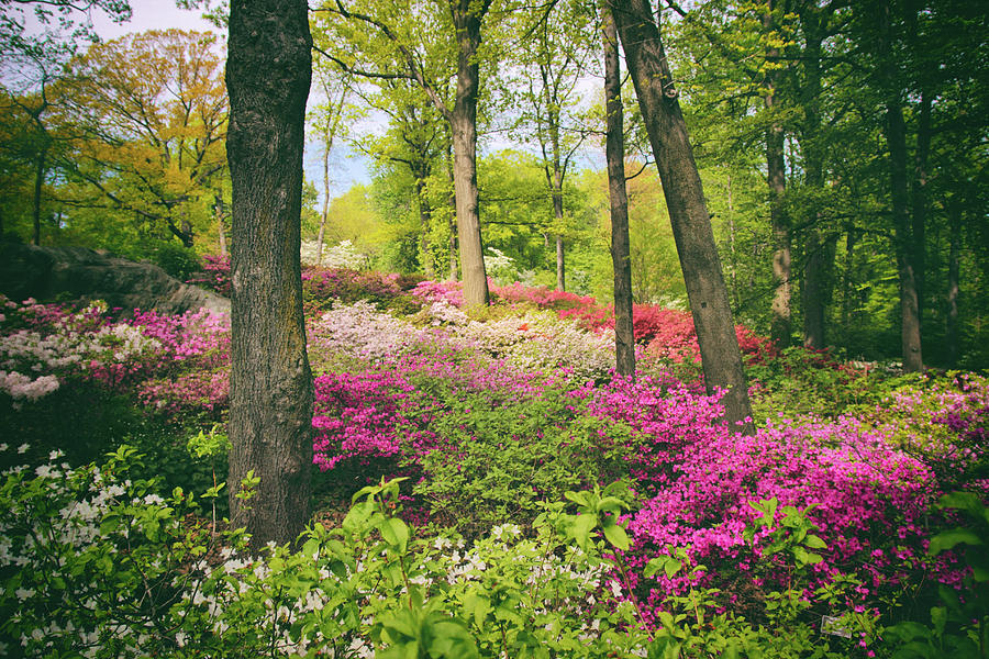 Flower Photograph - The Azalea Woodland by Jessica Jenney