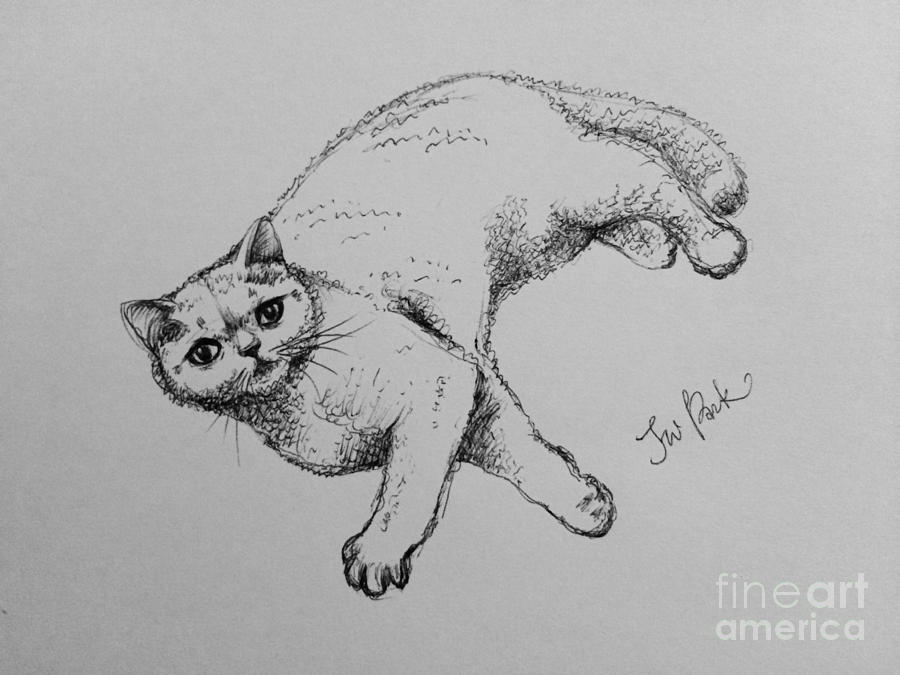 The Baby Cat Carolina Drawing By Jeong Won Park