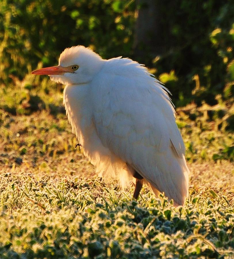 The Baby Egret Photograph By James Luce