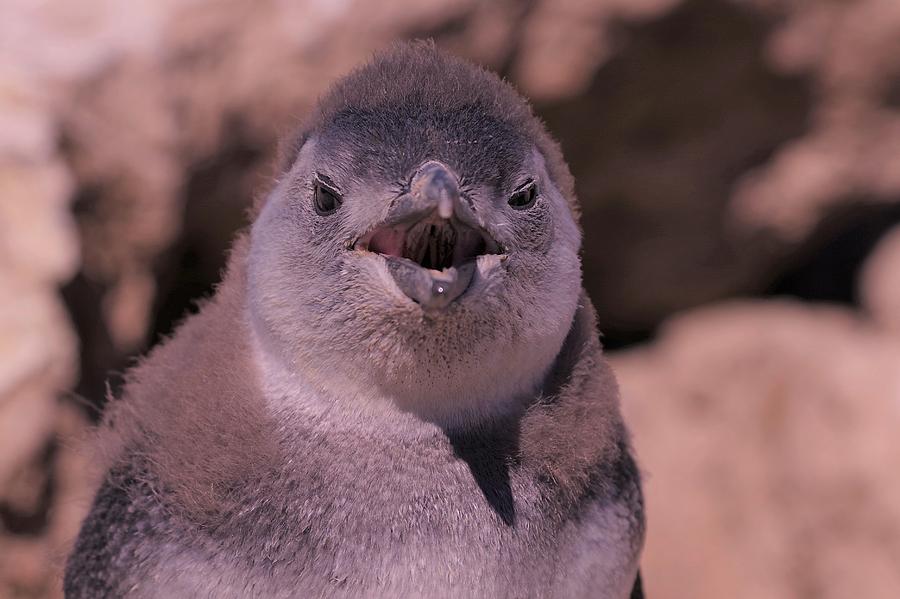 Penguin Photograph - The baby of magellantic penguin by Takaaki Miyashita