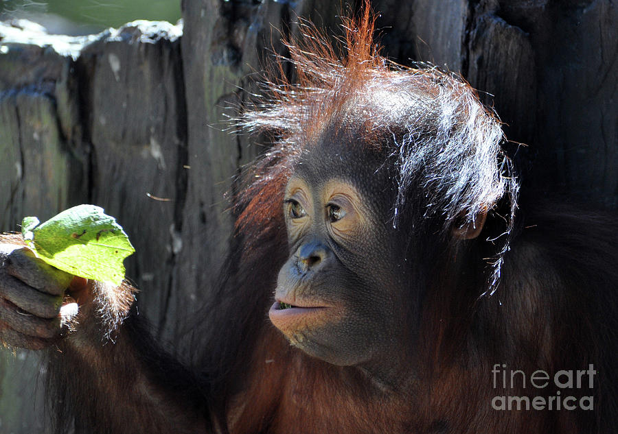 The Baby Orangutan  Photograph by Savannah Gibbs