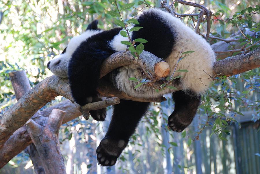 The Baby Pandas Sweet Dream Photograph by Irina ArchAngelSkaya
