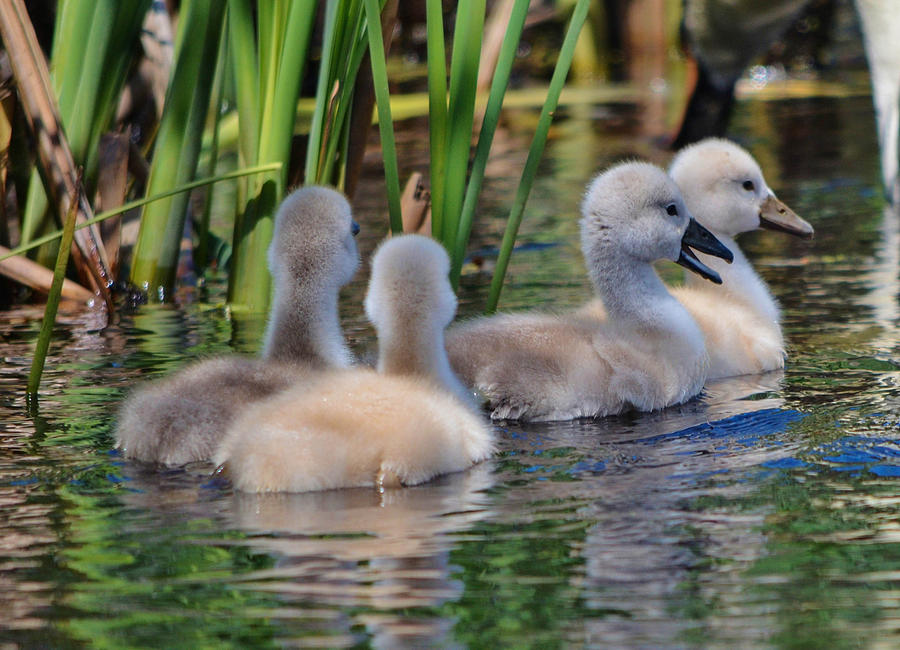 The Baby Swans Photograph by Linda Howes