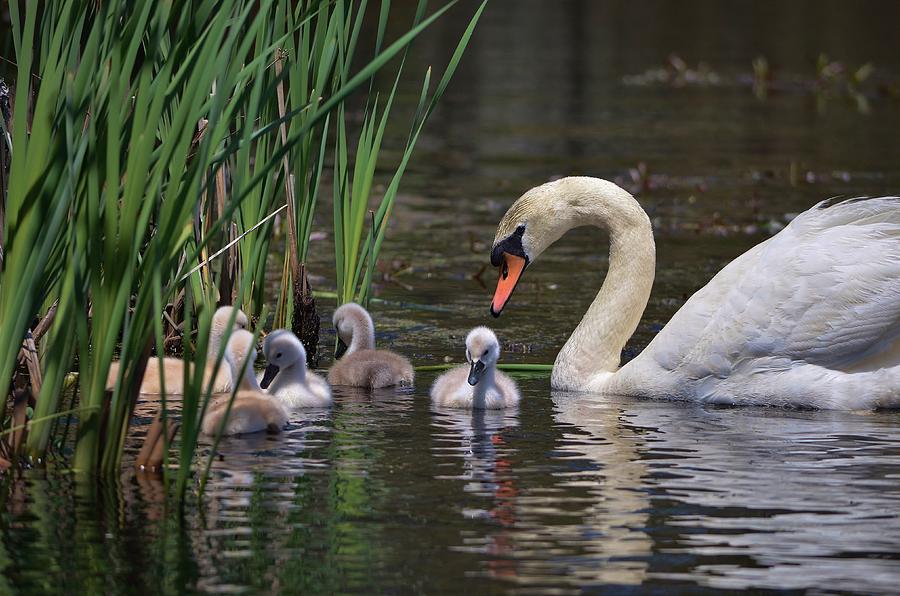 The Baby Swans with Mom Photograph by Linda Howes