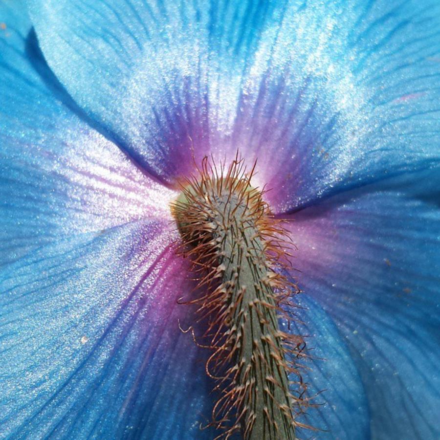 Poppy Photograph - The Backside Of A Blue Swiss Poppy. Ooh by The Texturologist