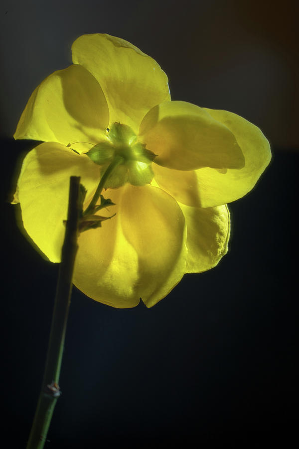 The Backside of Kerria japonica Photograph by Douglas Barnett