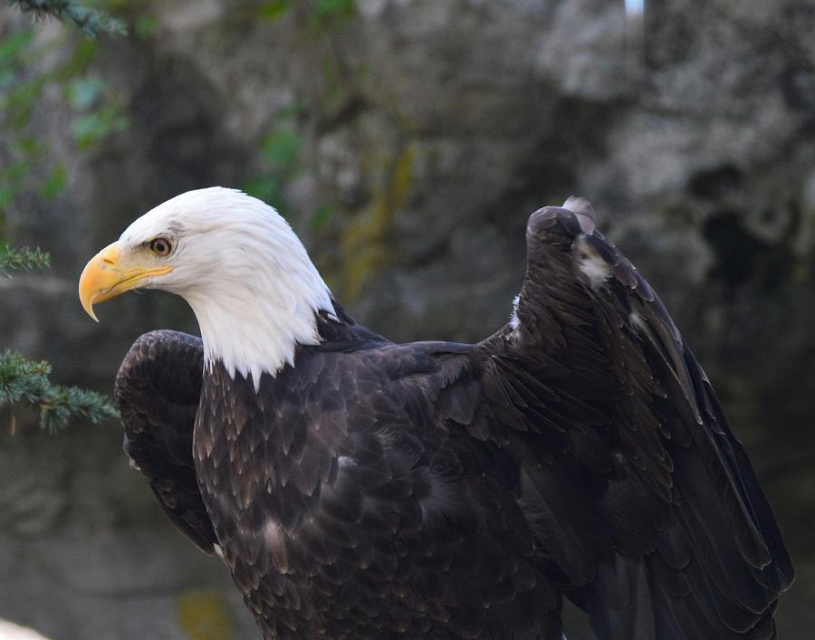 The Bald Eagle Photograph by Charles HALL