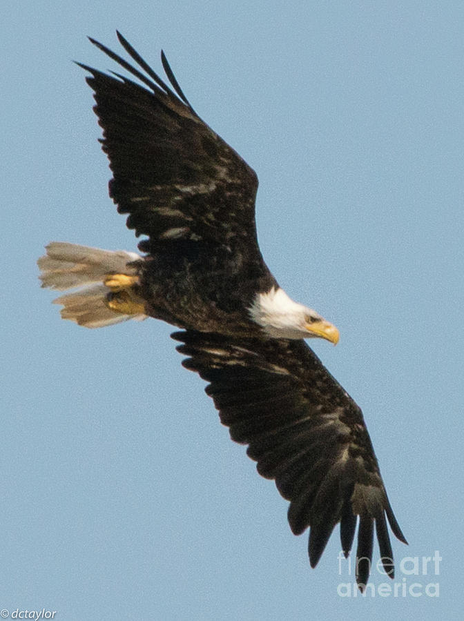 The Bald Eagle  Photograph by David Taylor