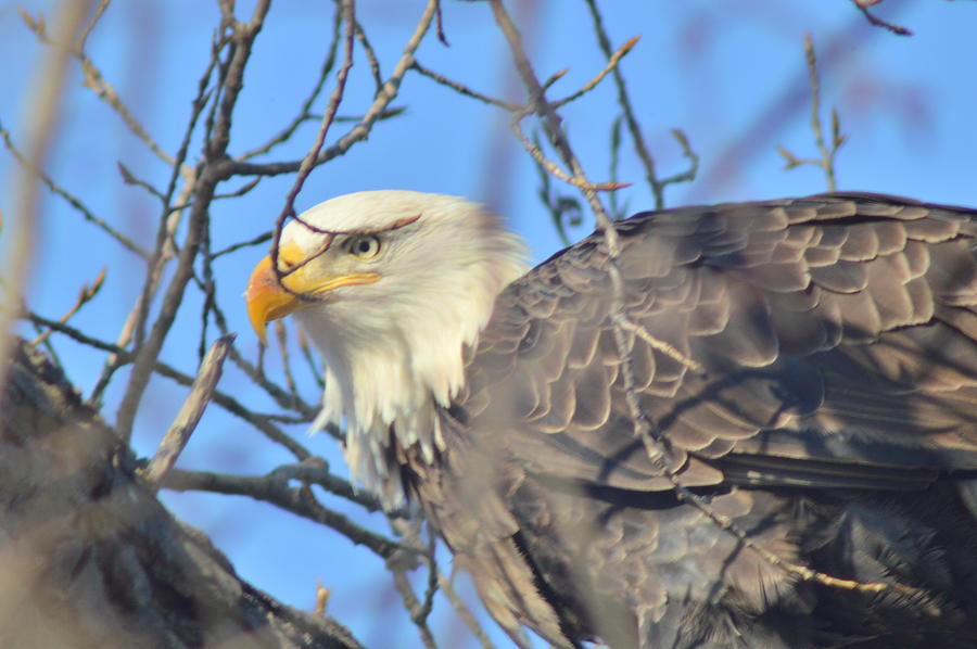 Bald Eagle With Prey 1.6 Photograph by Marc Meadows - Fine Art America