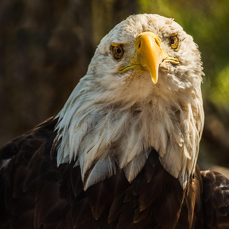 The Bald Eagle Face Photograph by Yeates Photography