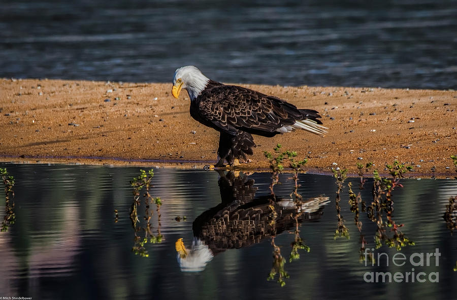 The Bald Eagle Photograph by Mitch Shindelbower