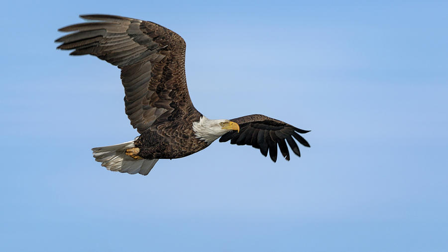 The Bald Eagle Photograph by Susan Rissi Tregoning