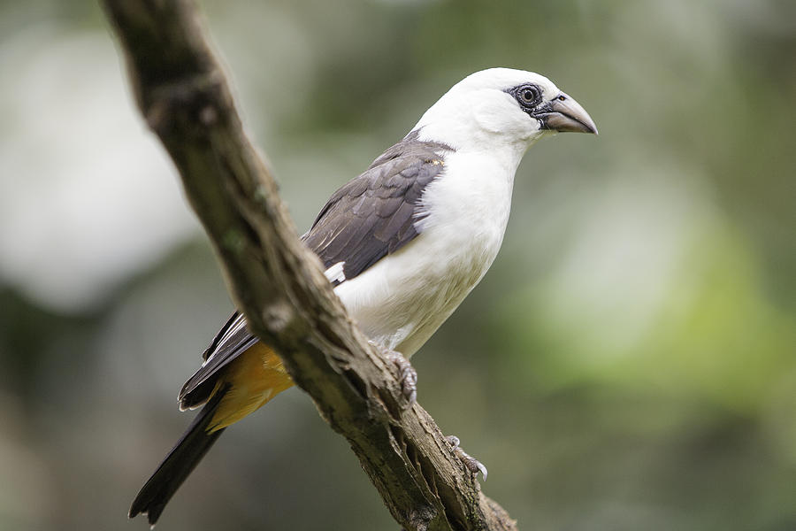 The Bali Mynah Photograph By Inc Pics Studios | Pixels