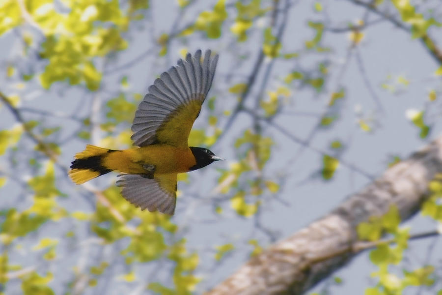 The Baltimore Oriole in-flight Photograph by Asbed Iskedjian