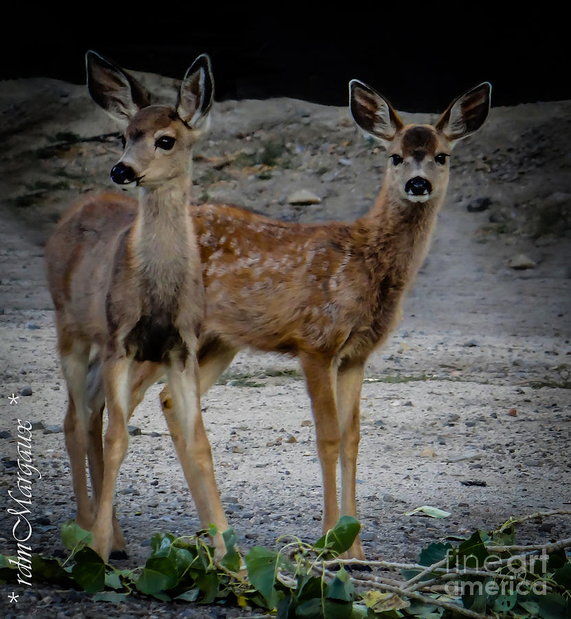 The Bambi Twins Photograph