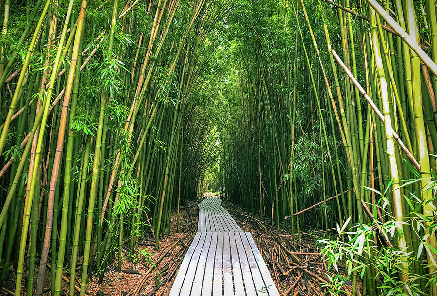 Bamboo Forest Path Photograph