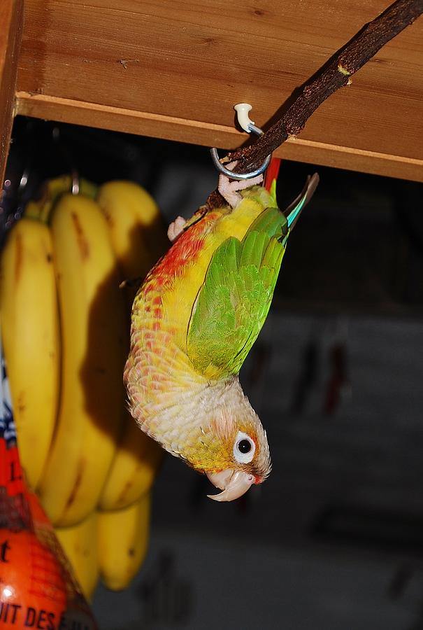 conure banana