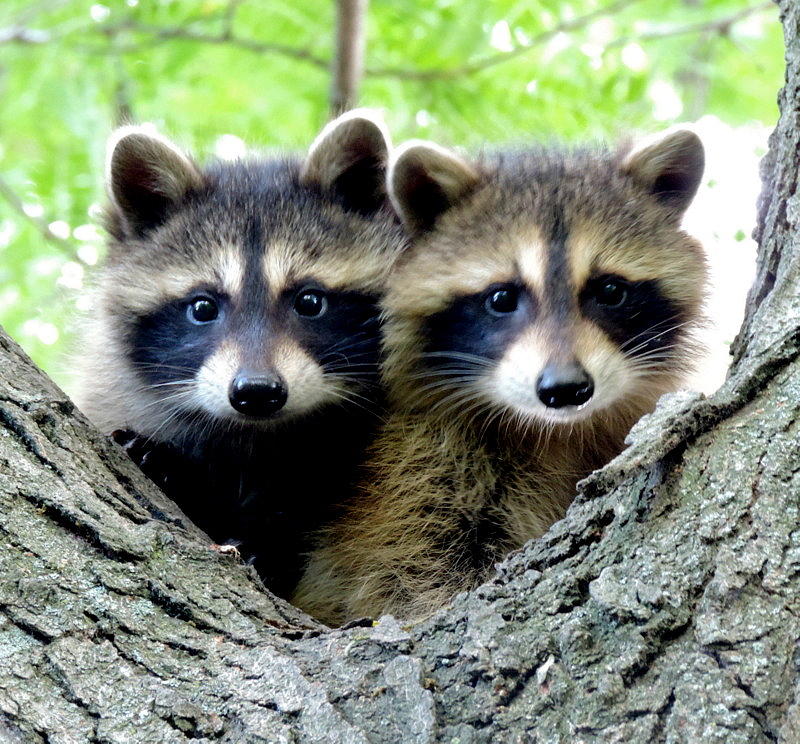 The Bandit Brothers Photograph by Marilynn Hodler | Fine Art America