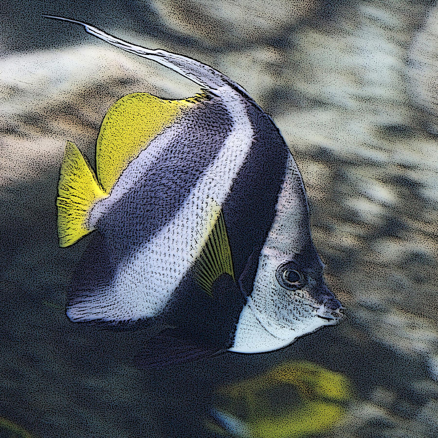 The Bannerfish Photograph by Ernest Echols