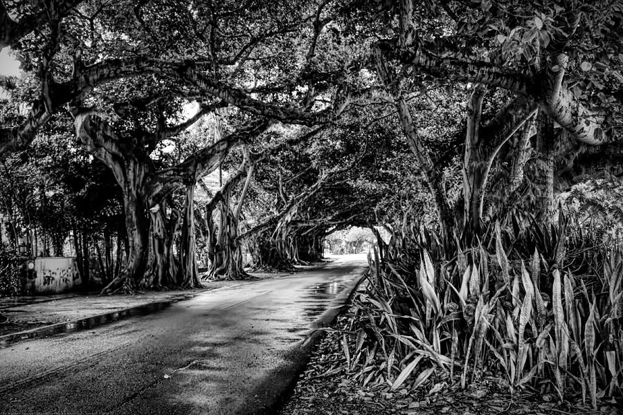 Miami Photograph - The Banyan Canopy - Coral Gables by Chrystyne Novack