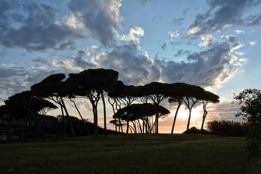 The Baratti Pine Trees Photograph