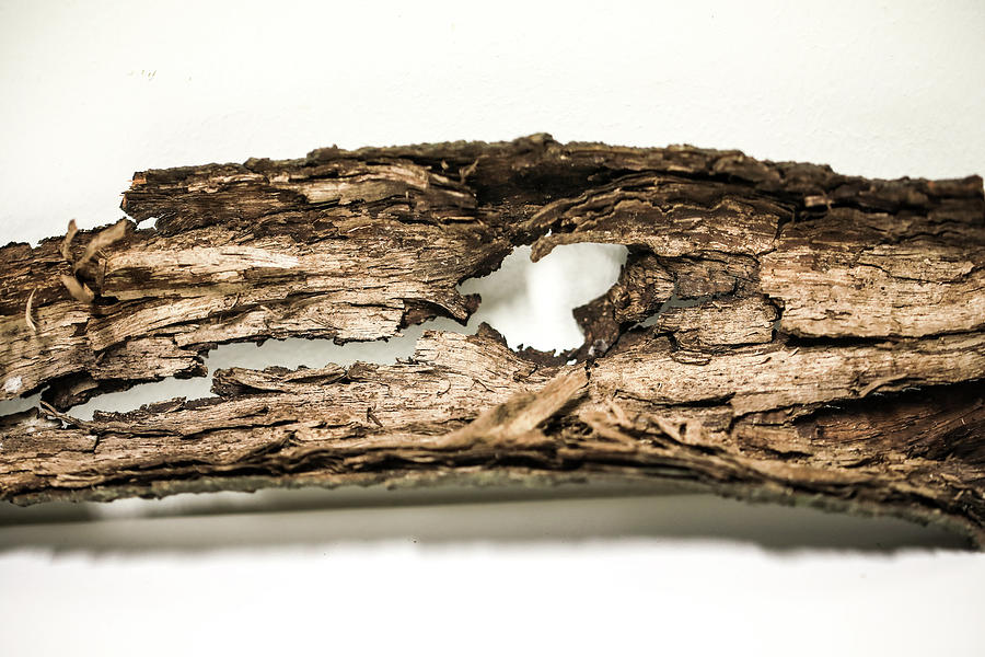 The Bark Of Tree Showed Humans Death. Photograph by Hyuntae Kim