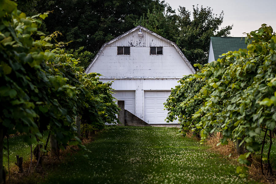 Grape Photograph - The Barn at Mallow Run by Ron Pate