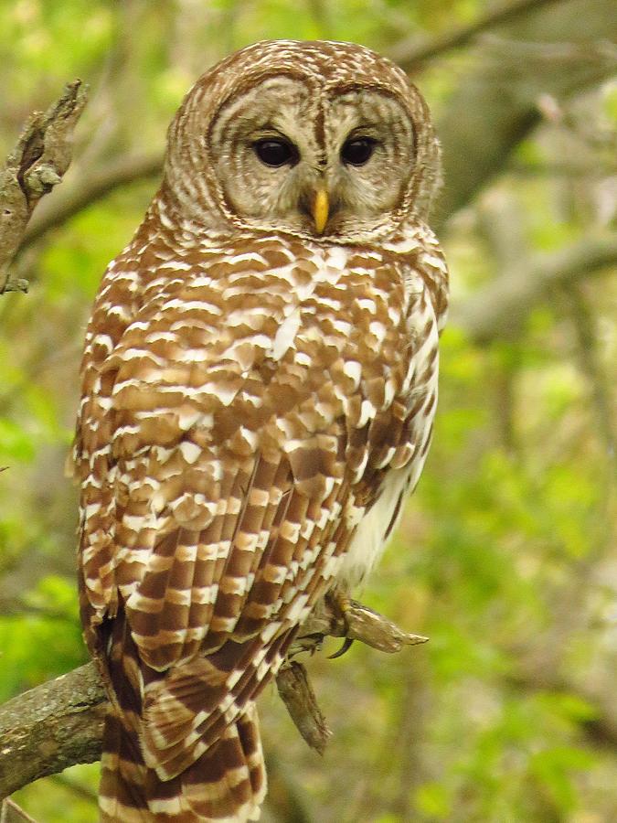 The Barred Owl Photograph by Lori Frisch - Fine Art America